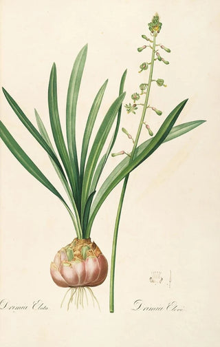 Pierre Joseph Redout - Les liliacees Pl10.webp