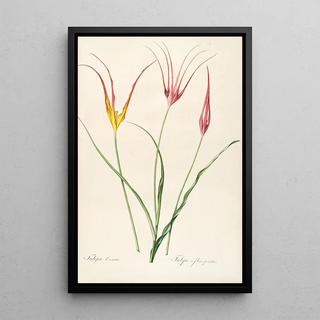 Pierre Joseph Redout - Les liliacees Pl24.webp