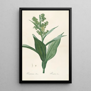 Pierre Joseph Redout - Les liliacees Pl26.webp