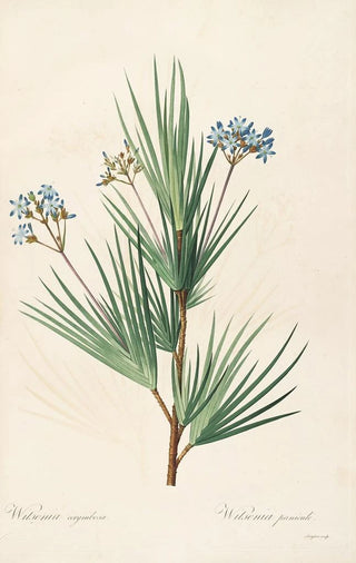 Pierre Joseph Redout - Les liliacees Pl32.webp