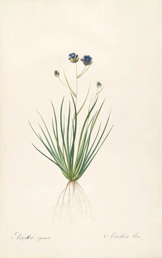 Pierre Joseph Redout - Les liliacees Pl41.webp