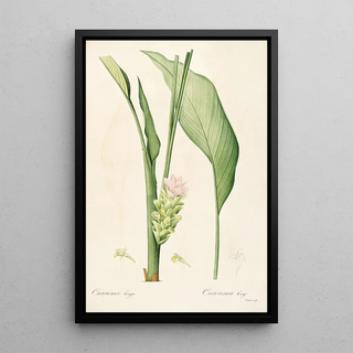 Pierre Joseph Redout - Les liliacees Pl52.webp