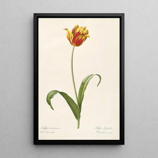 Pierre Joseph Redout - Les liliacees Pl56.webp