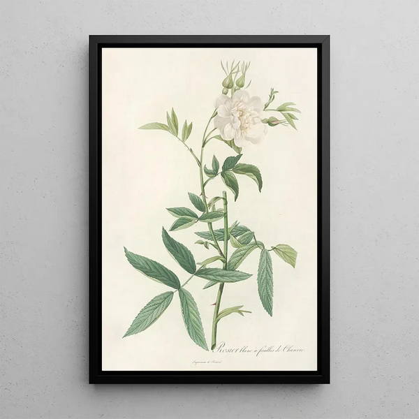 Rosa Alba Cimbaefolia - Pierre Joseph Redouté — oprawiony obraz na ścianie