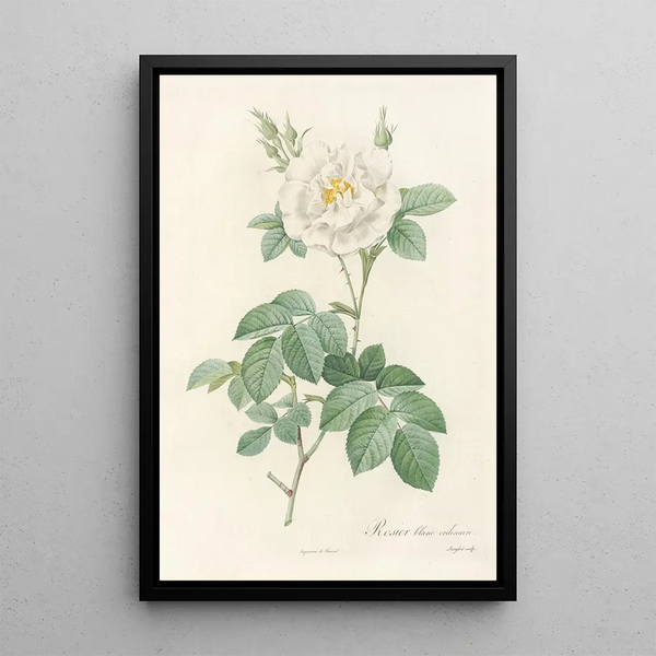 Rosa Alba Flore Pleno - Pierre Joseph Redouté — oprawiony obraz na ścianie