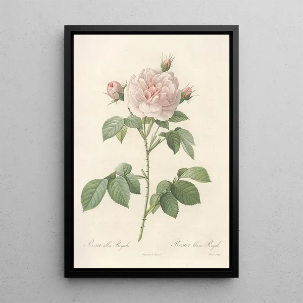 Rosa Alba Regalis - Pierre Joseph Redouté — oprawiony obraz na ścianie