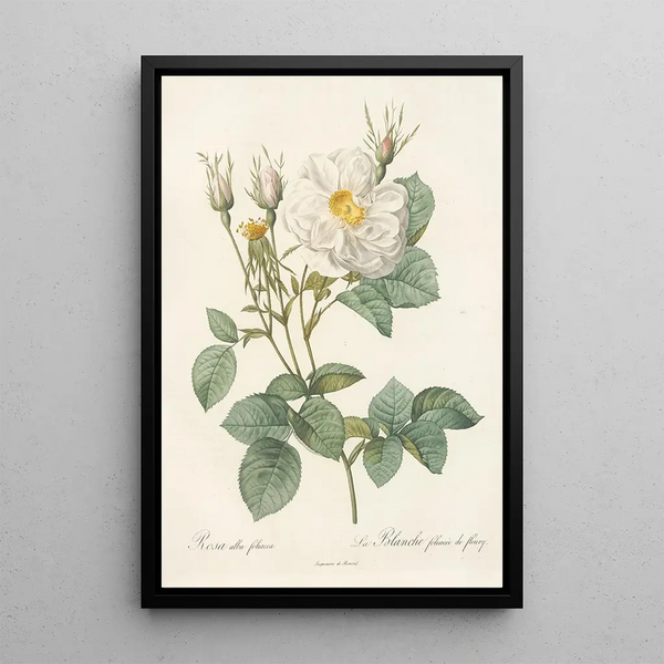 Rosa Alba foliacea - Pierre Joseph Redouté — oprawiony obraz na ścianie