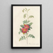 Rosa Alpina Debilis - Pierre Joseph Redouté — oprawiony obraz na ścianie