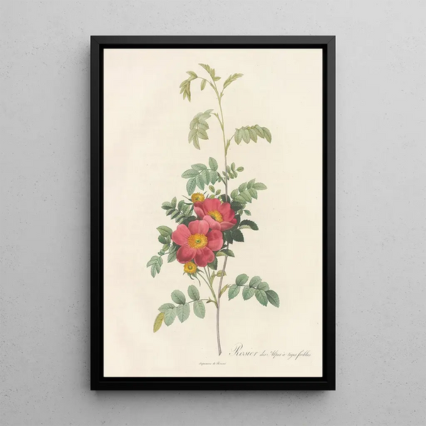 Rosa Alpina Debilis - Pierre Joseph Redouté — oprawiony obraz na ścianie