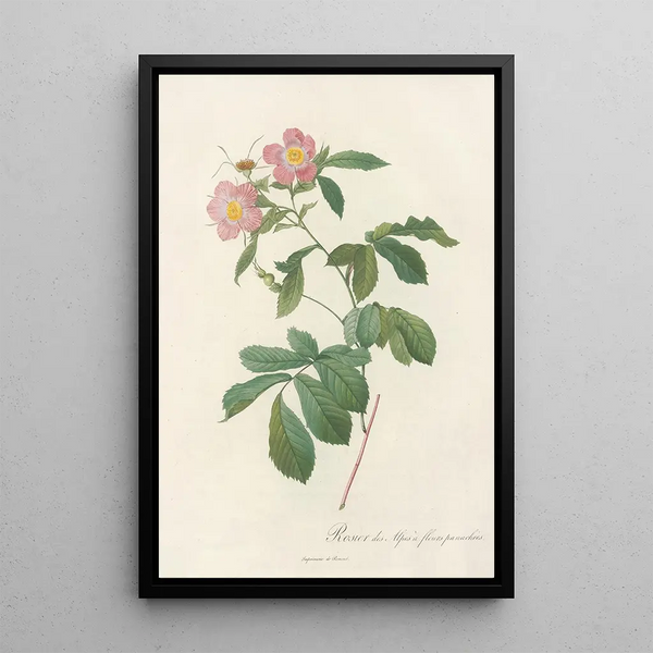 Rosa Alpina Flore Variegato - Pierre Joseph Redouté — oprawiony obraz na ścianie