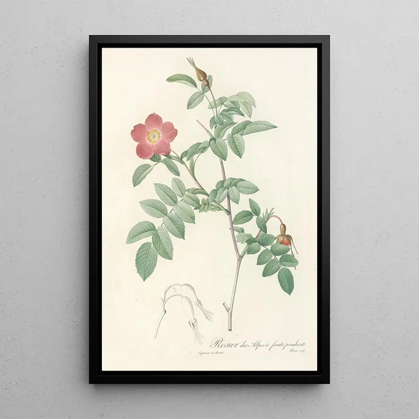 Rosa Alpina Pendulina - Pierre Joseph Redouté — oprawiony obraz na ścianie