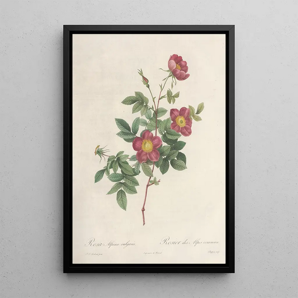 Rosa Alpina Vulgaris - Pierre Joseph Redouté — oprawiony obraz na ścianie
