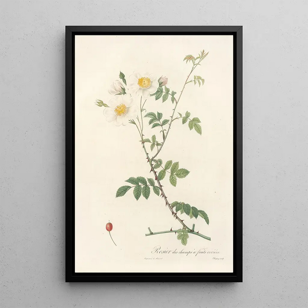 Rosa Arvensis Ovata - Pierre Joseph Redouté — oprawiony obraz na ścianie