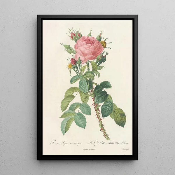 Rosa Bifera Macrocarpa - Pierre Joseph Redouté — oprawiony obraz na ścianie