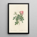 Rosa Bifera Pumila - Pierre Joseph Redouté — oprawiony obraz na ścianie