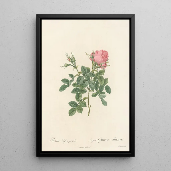 Rosa Bifera Pumila - Pierre Joseph Redouté — oprawiony obraz na ścianie