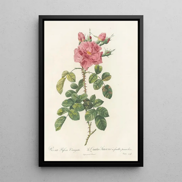 Rosa Bifera Variegata - Pierre Joseph Redouté — oprawiony obraz na ścianie