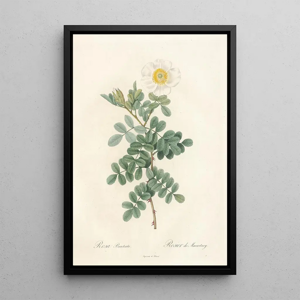 Rosa Bracteata - Pierre Joseph Redouté — oprawiony obraz na ścianie