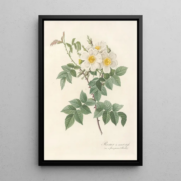 Rosa Brevistyla Leucochroa - Pierre Joseph Redouté — oprawiony obraz na ścianie