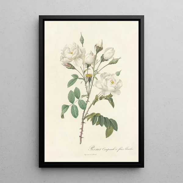 Rosa Campanulata Alba - Pierre Joseph Redouté — oprawiony obraz na ścianie