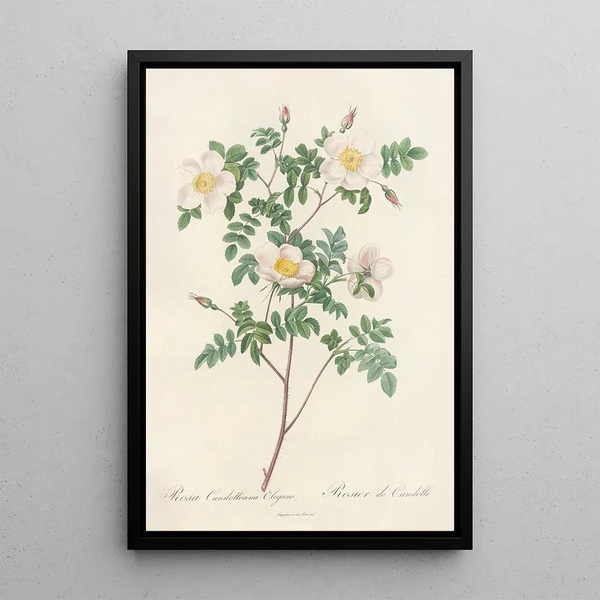 Rosa Candolleana Elegans - Pierre Joseph Redouté — oprawiony obraz na ścianie