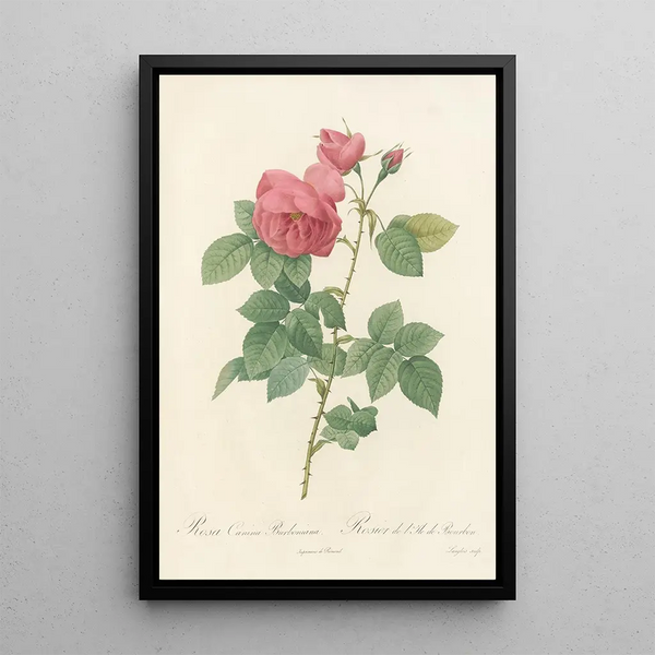 Rosa Canina Burboniana - Pierre Joseph Redouté — oprawiony obraz na ścianie