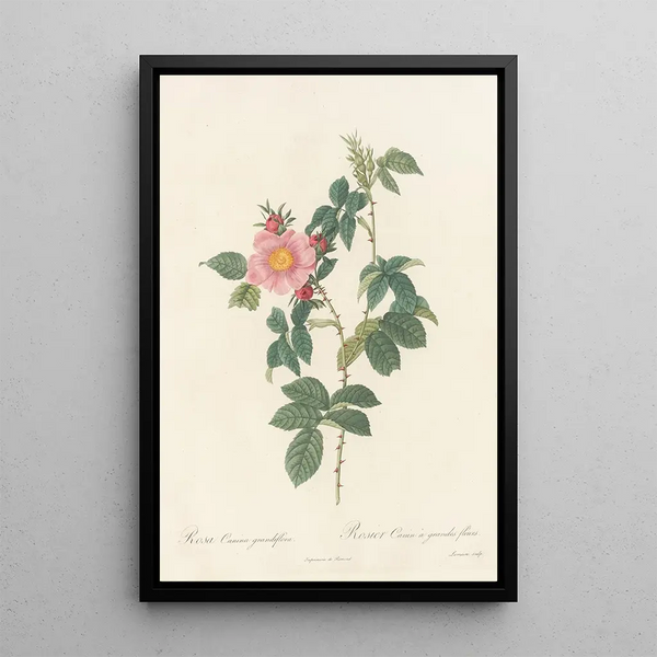 Rosa Canina Grandiflora - Pierre Joseph Redouté — oprawiony obraz na ścianie