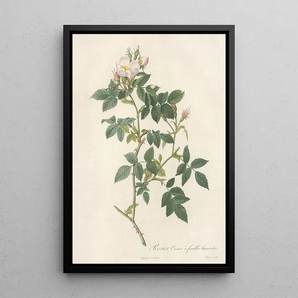 Rosa Canina Nitens - Pierre Joseph Redouté — oprawiony obraz na ścianie