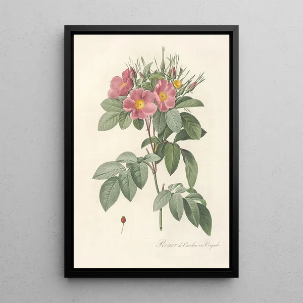 Rosa Carolina Corymbosa - Pierre Joseph Redouté — oprawiony obraz na ścianie