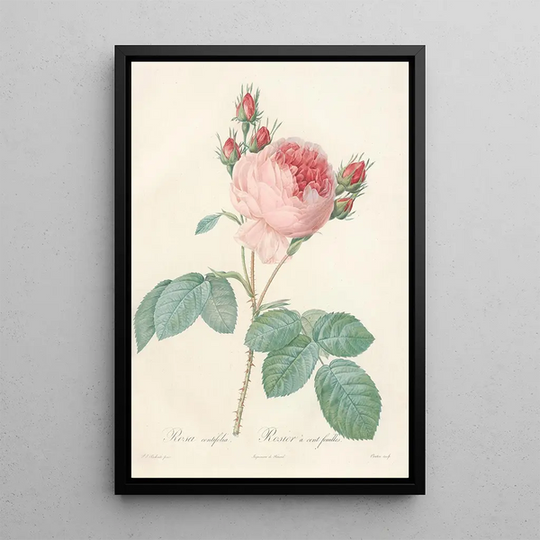 Rosa Centifolia - Pierre Joseph Redouté — oprawiony obraz na ścianie