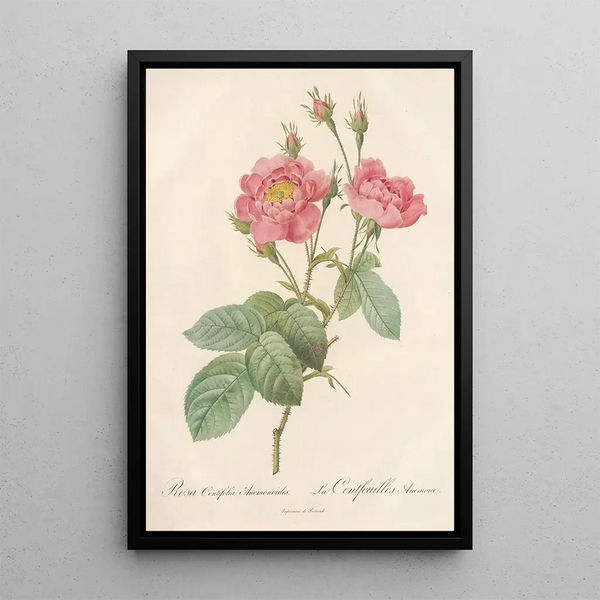 Rosa Centifolia Anemonoides - Pierre Joseph Redouté — oprawiony obraz na ścianie