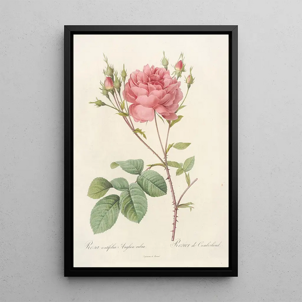 Rosa Centifolia Anglica Rubra - Pierre Joseph Redouté — oprawiony obraz na ścianie