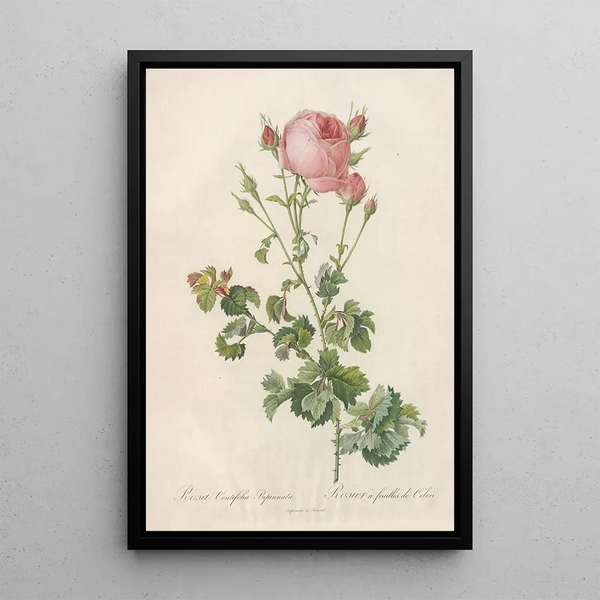 Rosa Centifolia Bipinnata - Pierre Joseph Redouté — oprawiony obraz na ścianie