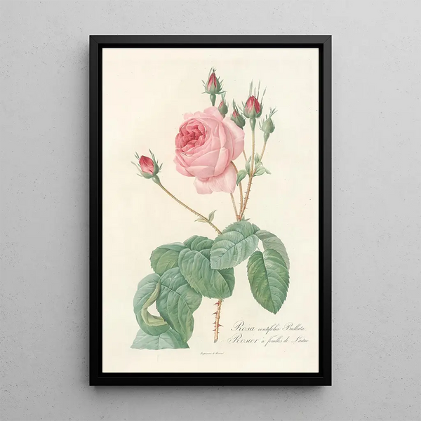 Rosa Centifolia Bullata - Pierre Joseph Redouté — oprawiony obraz na ścianie