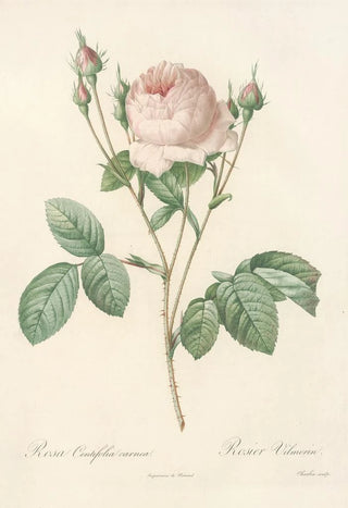 Pierre Joseph Redout - Rosa Centifolia Carnea.webp