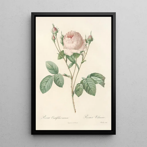 Rosa Centifolia Carnea - Pierre Joseph Redouté — oprawiony obraz na ścianie