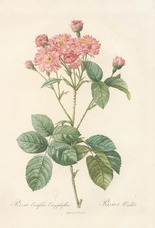 Pierre Joseph Redout - Rosa Centifolia Caryophyllea.webp