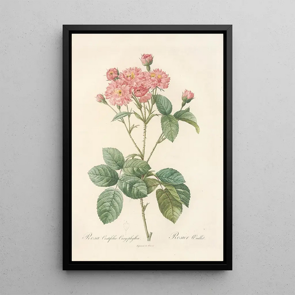 Rosa Centifolia Caryophyllea - Pierre Joseph Redouté — oprawiony obraz na ścianie