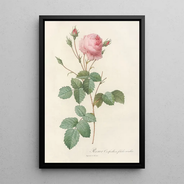 Rosa Centifolia Crenata - Pierre Joseph Redouté — oprawiony obraz na ścianie