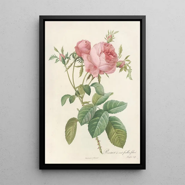 Rosa Centifolia Foliacea - Pierre Joseph Redouté — oprawiony obraz na ścianie