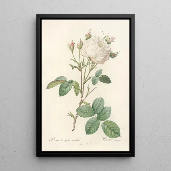 Rosa Centifolia Mutabilis - Pierre Joseph Redouté — oprawiony obraz na ścianie