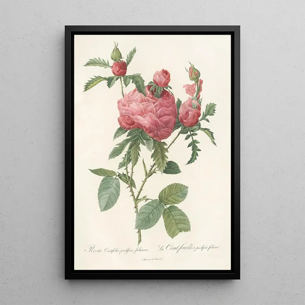 Rosa Centifolia Prolifera Foliacea - Pierre Joseph Redouté — oprawiony obraz na ścianie