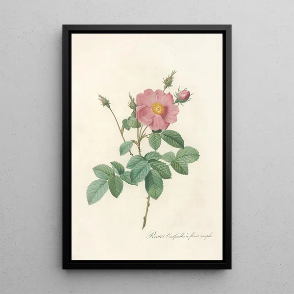 Rosa Centifolia Simplex - Pierre Joseph Redouté — oprawiony obraz na ścianie