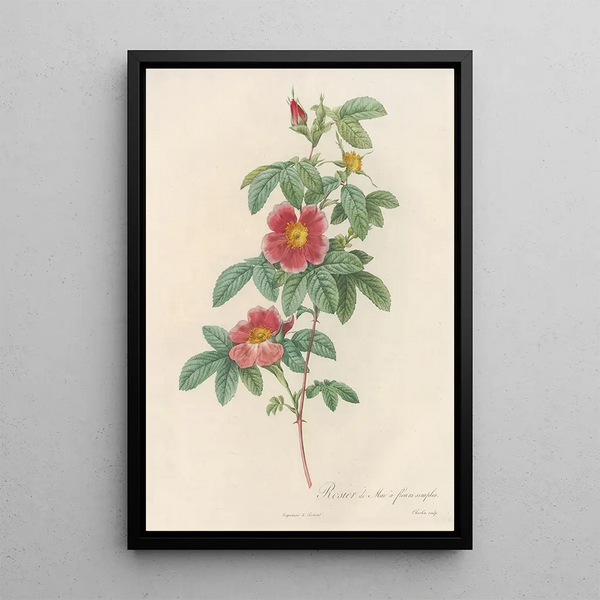 Rosa Cinnamomea Flore Simplici - Pierre Joseph Redouté — oprawiony obraz na ścianie