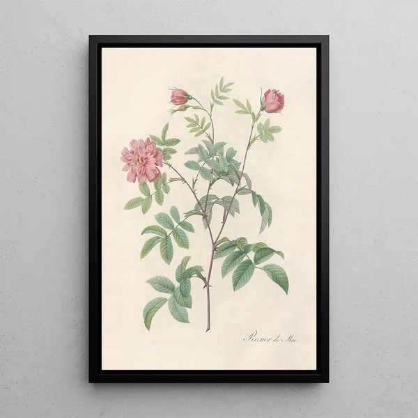 Rosa Cinnamomea Maialis - Pierre Joseph Redouté — oprawiony obraz na ścianie