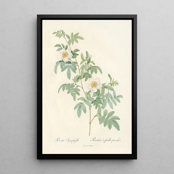 Rosa Clynophylla - Pierre Joseph Redouté — oprawiony obraz na ścianie