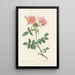Rosa Collina Monsoniana - Pierre Joseph Redouté — oprawiony obraz na ścianie