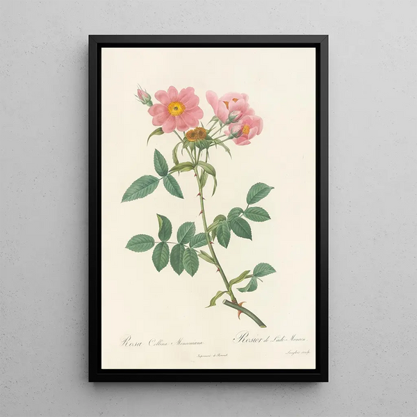 Rosa Collina Monsoniana - Pierre Joseph Redouté — oprawiony obraz na ścianie