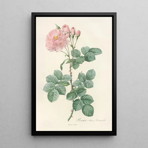 Rosa Damascena Aurora - Pierre Joseph Redouté — oprawiony obraz na ścianie