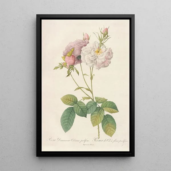 Rosa Damascena Celsiana Prolifera - Pierre Joseph Redouté — oprawiony obraz na ścianie